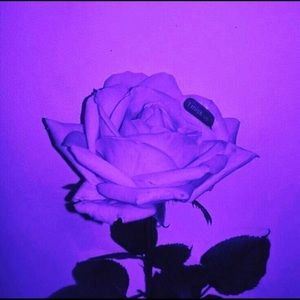 Meet your Posher, Reyli